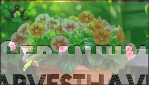 geranium