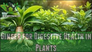 ginger for digestive health in plants