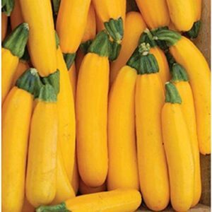 Goldrush Hybrid Yellow Zucchini Squash B08XPRFTZL