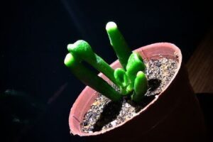 Good Cactus