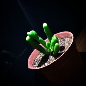 Good Cactus