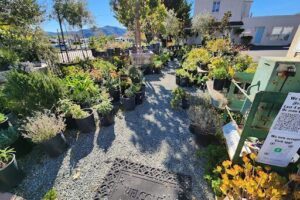 Green Living Nusery