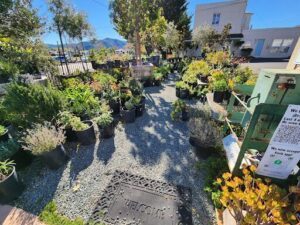 Green Living Nusery