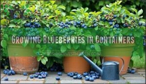 growing blueberries in containers