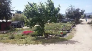 Growing Grounds Farm Wholesale Nursery