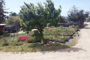 Growing Grounds Farm Wholesale Nursery