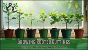 growing rooted cuttings