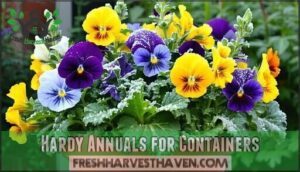 hardy annuals for containers