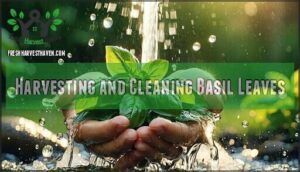 harvesting and cleaning basil leaves