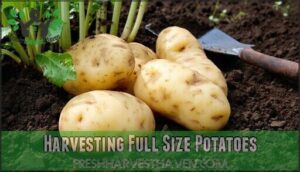 harvesting full size potatoes