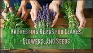 harvesting herbs for leaves, flowers, and seeds