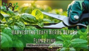 harvesting leafy herbs before flowering
