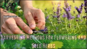 harvesting methods for flowering and seed herbs