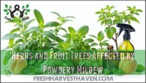 herbs and fruit trees affected by powdery mildew