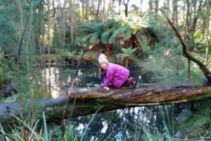 Hollybank Forest