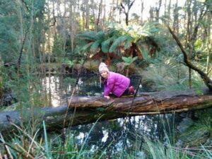 Hollybank Forest
