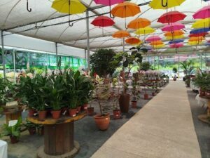 Horto Salvador Garden Center | Flores e Plantas | Floricultura | - Salvador | BA
