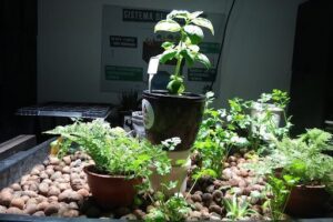 Hortus Cultivo Urbano