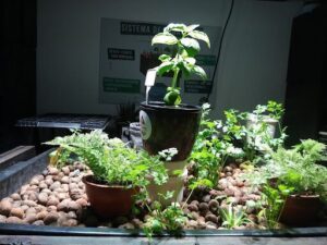 Hortus Cultivo Urbano