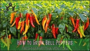 how to grow bell peppers