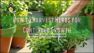 how to harvest herbs for continued growth