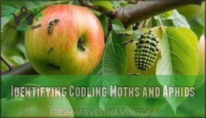 identifying codling moths and aphids
