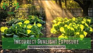incorrect sunlight exposure