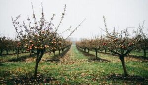increasing fruit yield