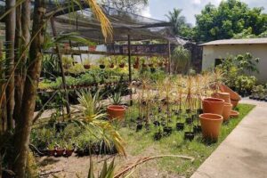 Jardinando