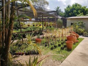 Jardinando