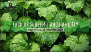 lack of sunlight and humidity
