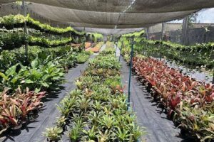 Lamartine Paisagismo & Jardinagem