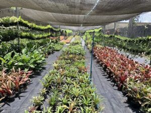 Lamartine Paisagismo & Jardinagem
