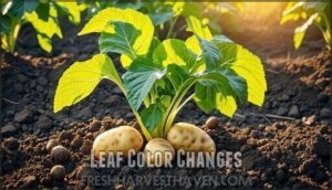 leaf color changes