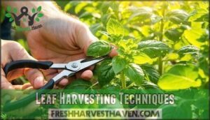 leaf harvesting techniques