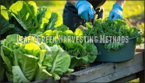 leafy green harvesting methods