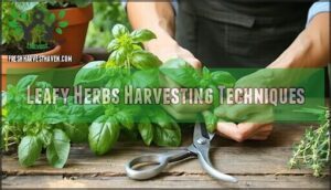leafy herbs harvesting techniques