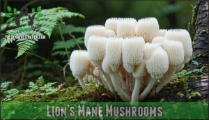 lion’s mane mushrooms