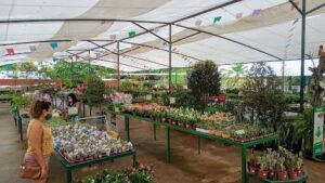 Loja de Plantas Vriesia