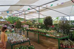 Loja de Plantas Vriesia