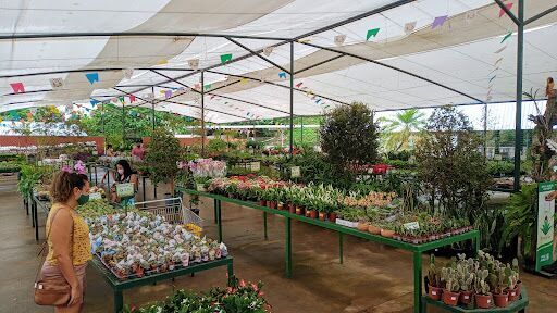 Loja de Plantas Vriesia