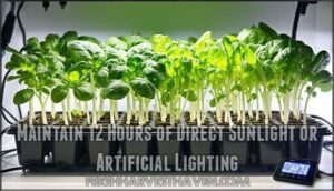 maintain 12 hours of direct sunlight or artificial lighting