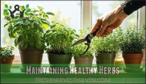 maintaining healthy herbs