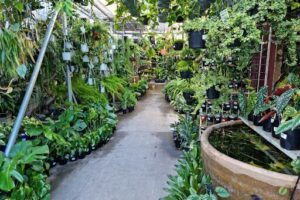 Mappin's Nursery & Aquarium