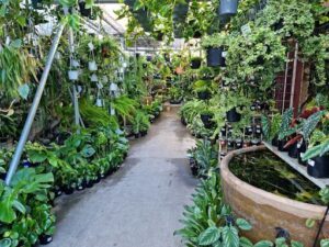 Mappin's Nursery & Aquarium