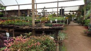 Mega Plantas