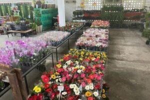 Mercado das Flores