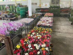 Mercado das Flores