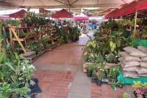 Mercado Velho