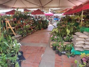 Mercado Velho